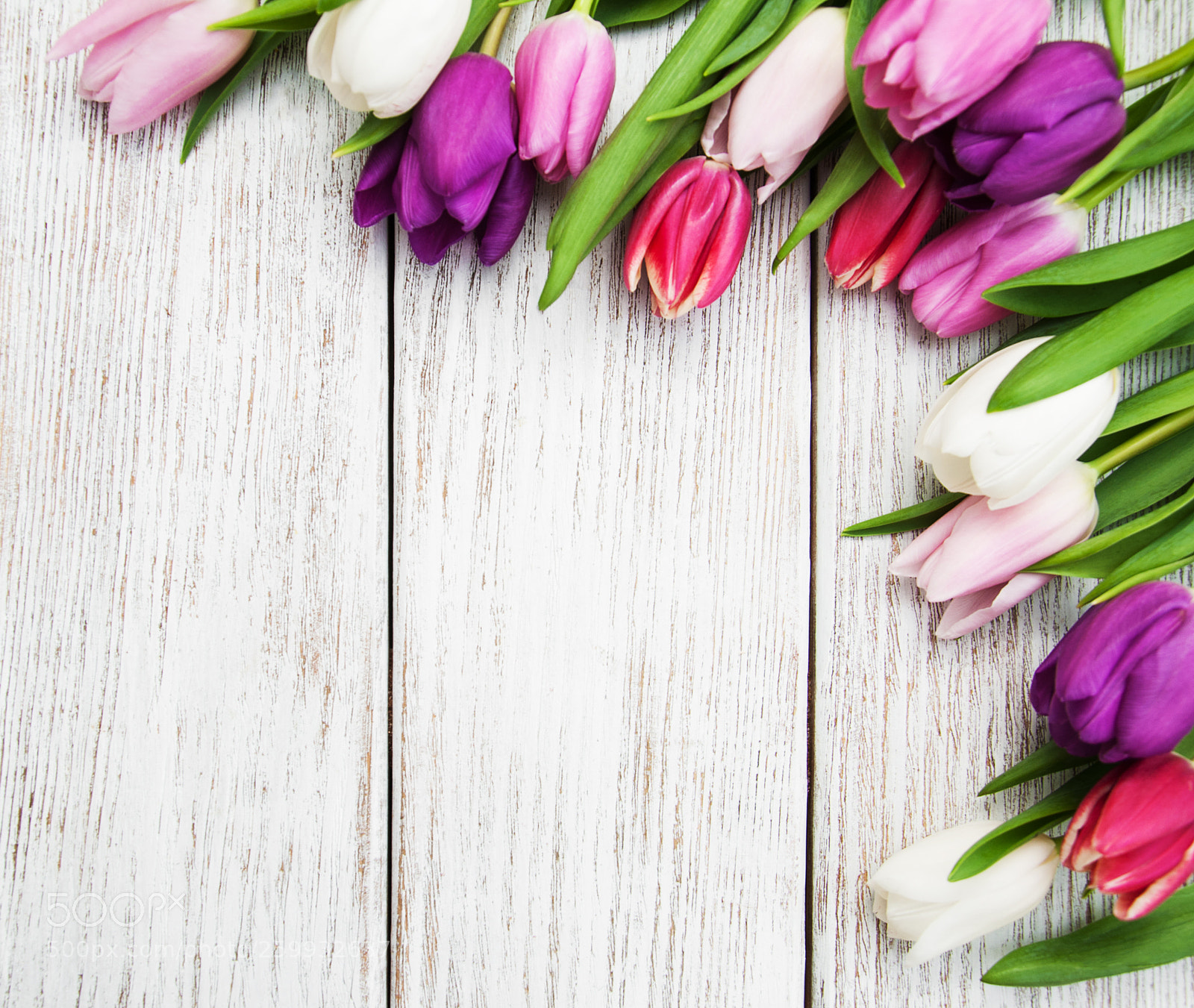 Nikon D90 sample photo. Spring tulip flowers photography