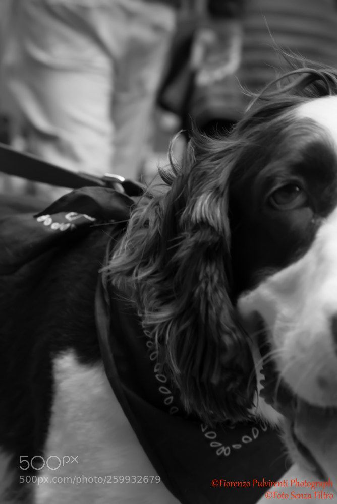 Nikon D750 sample photo. Dog... photography