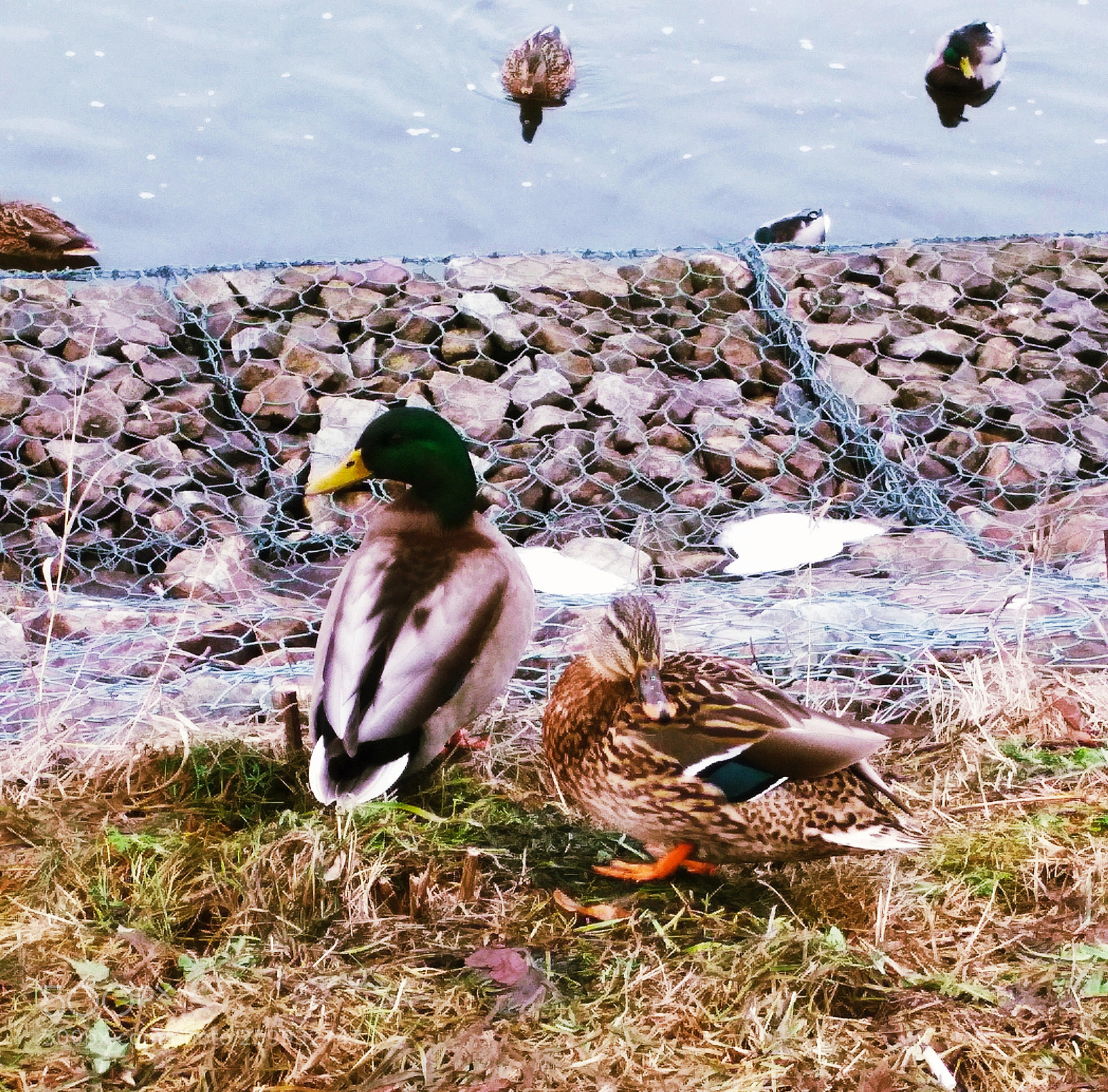 Xiaomi Redmi 4X sample photo. Ducks photography