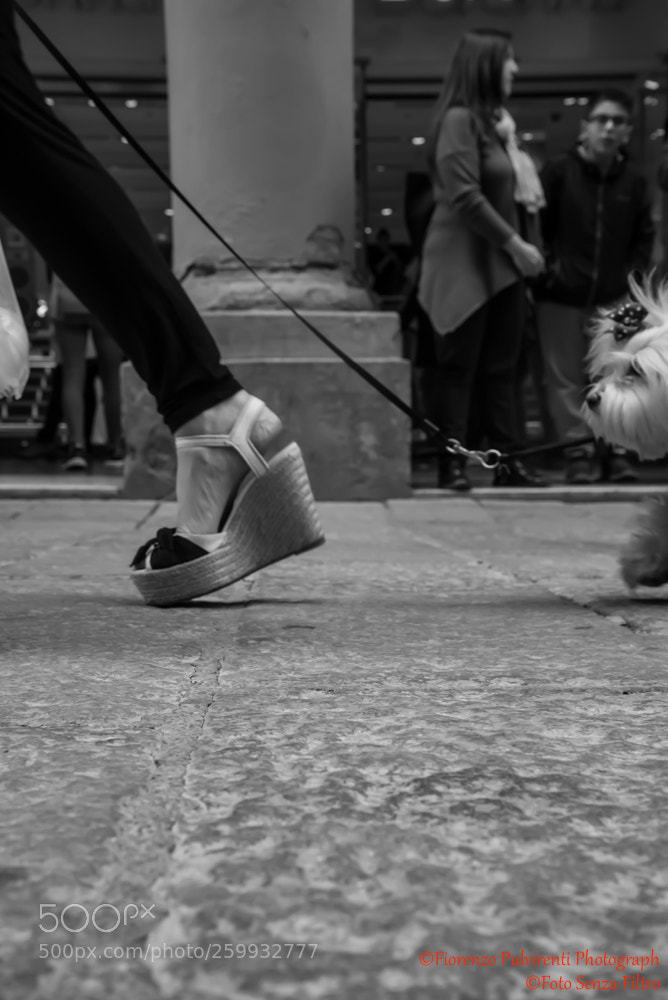 Nikon D750 sample photo. Dog in tow... photography