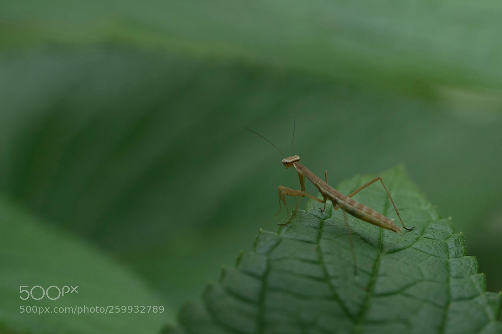 Sony a7 II sample photo. Mantis baby's great adventure photography