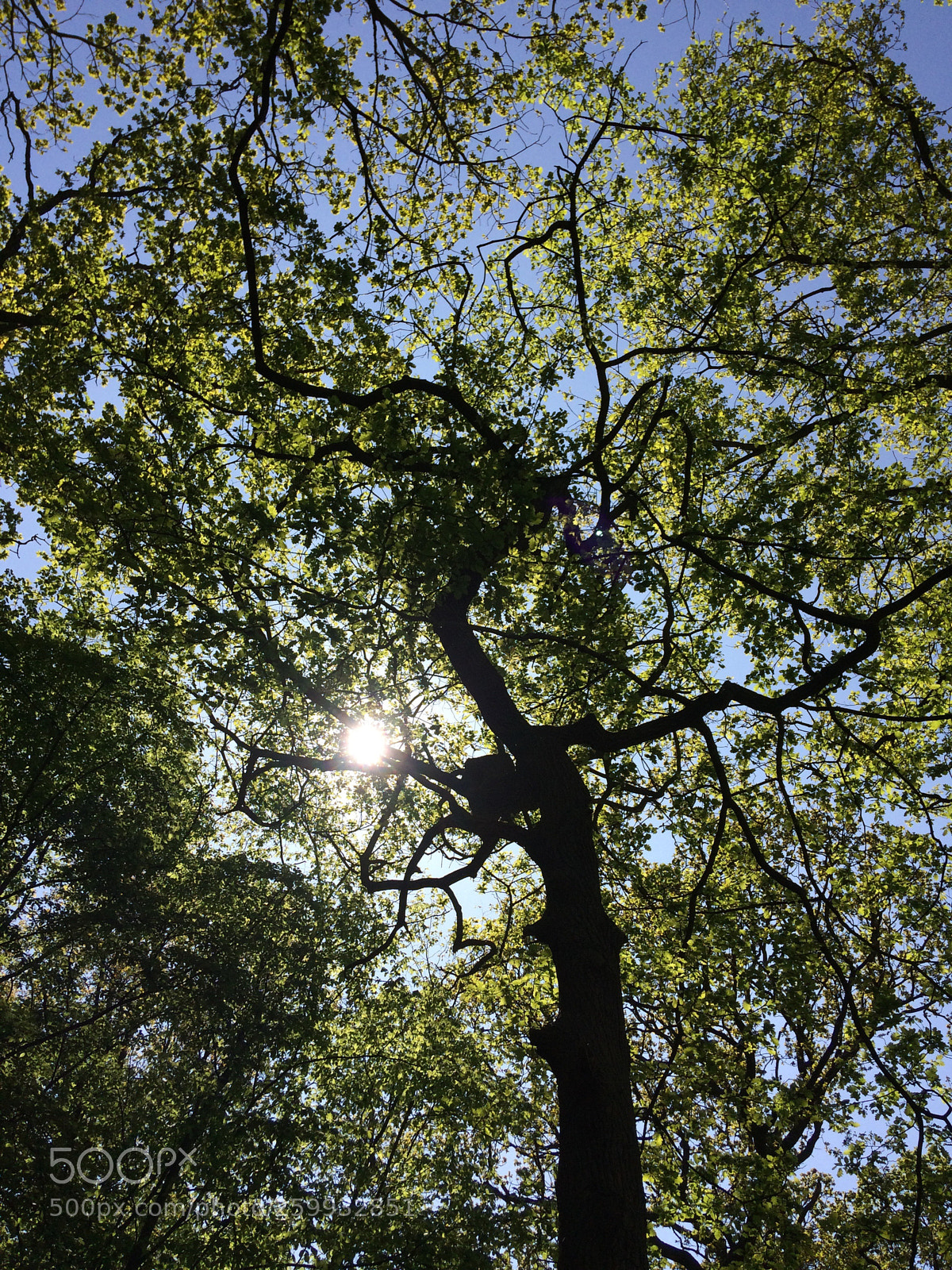 Apple iPhone 5s sample photo. Tree 02 photography