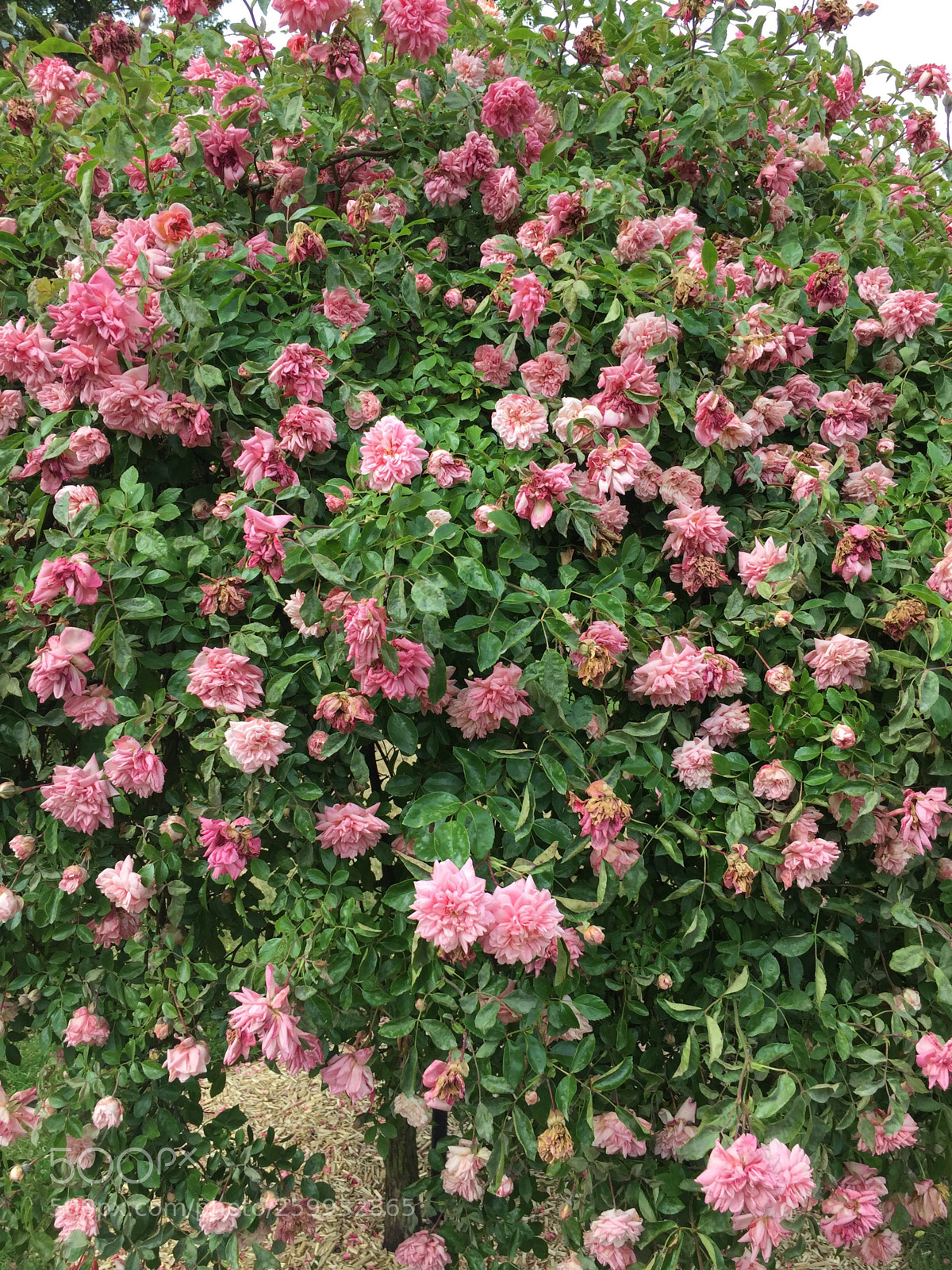 Apple iPhone 6 sample photo. #pink #spring photography