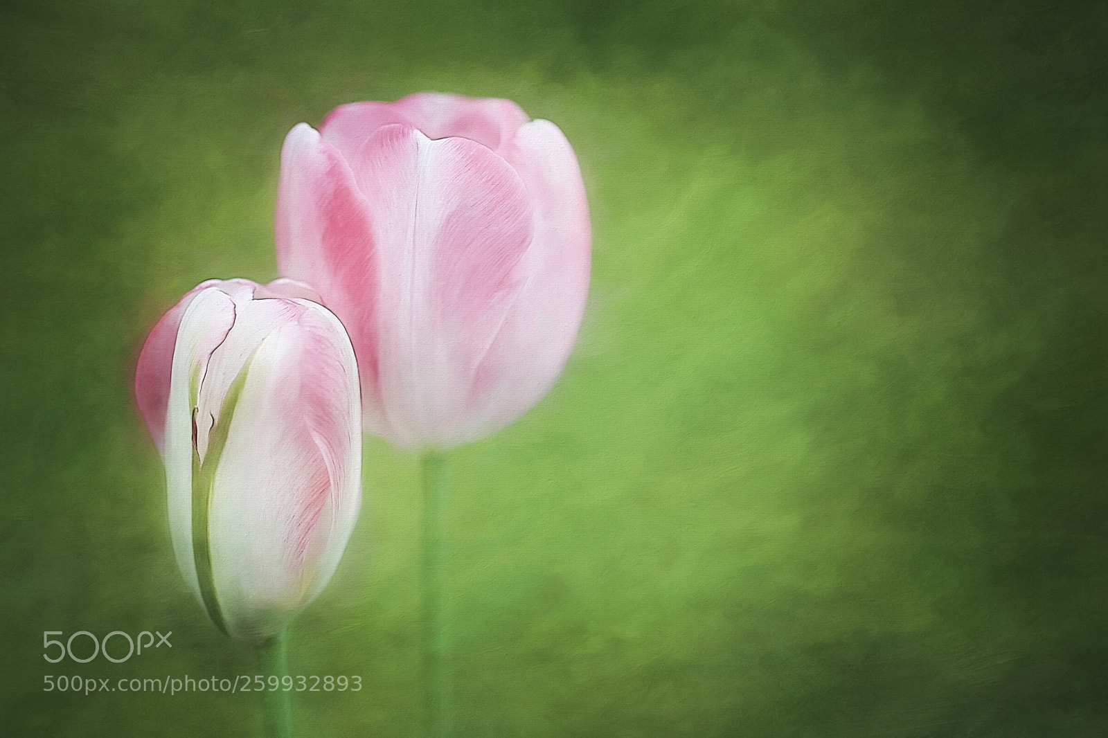 Canon EOS 5D Mark IV sample photo. Tulips photography