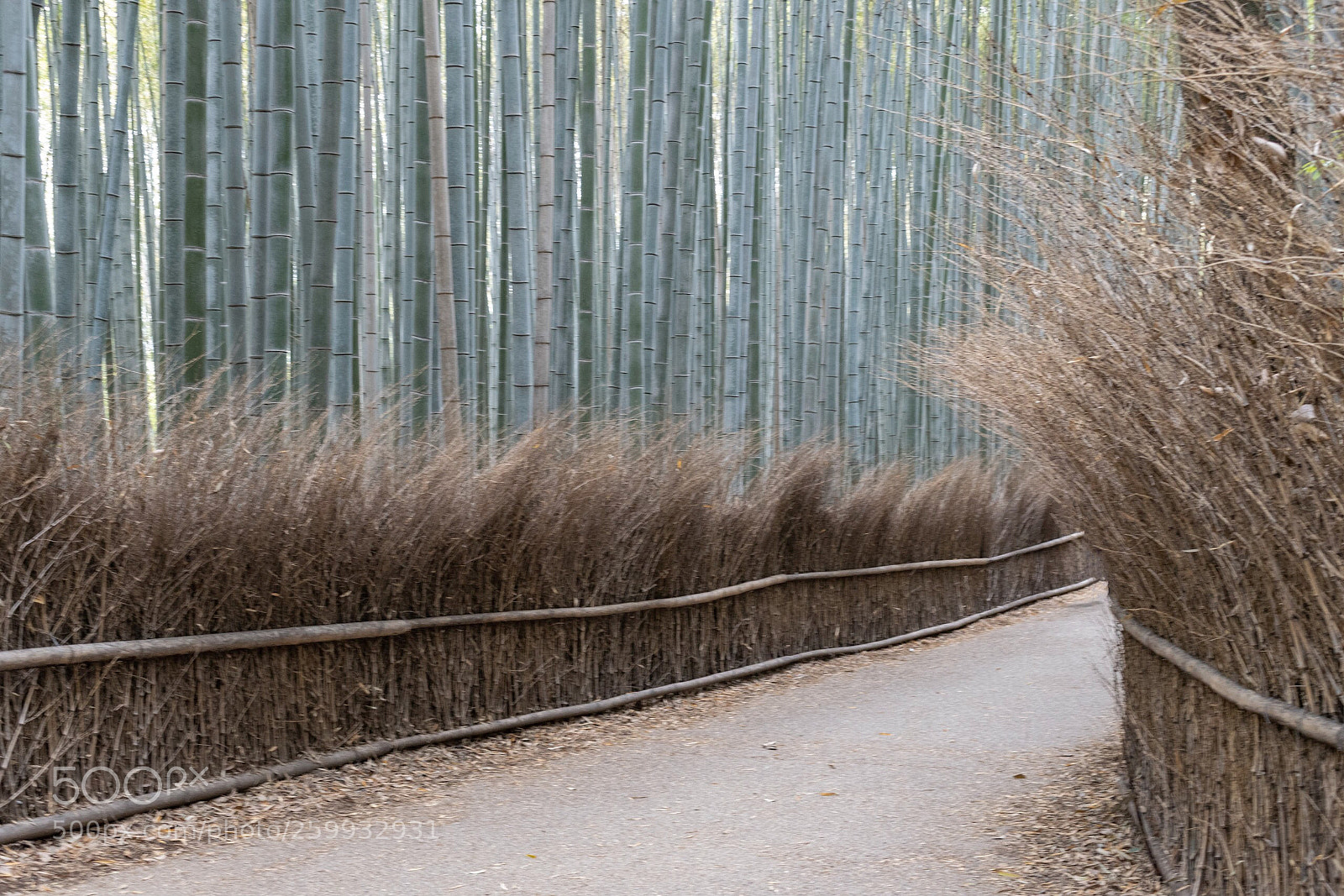 Nikon D5600 sample photo. Arashiyama  photography