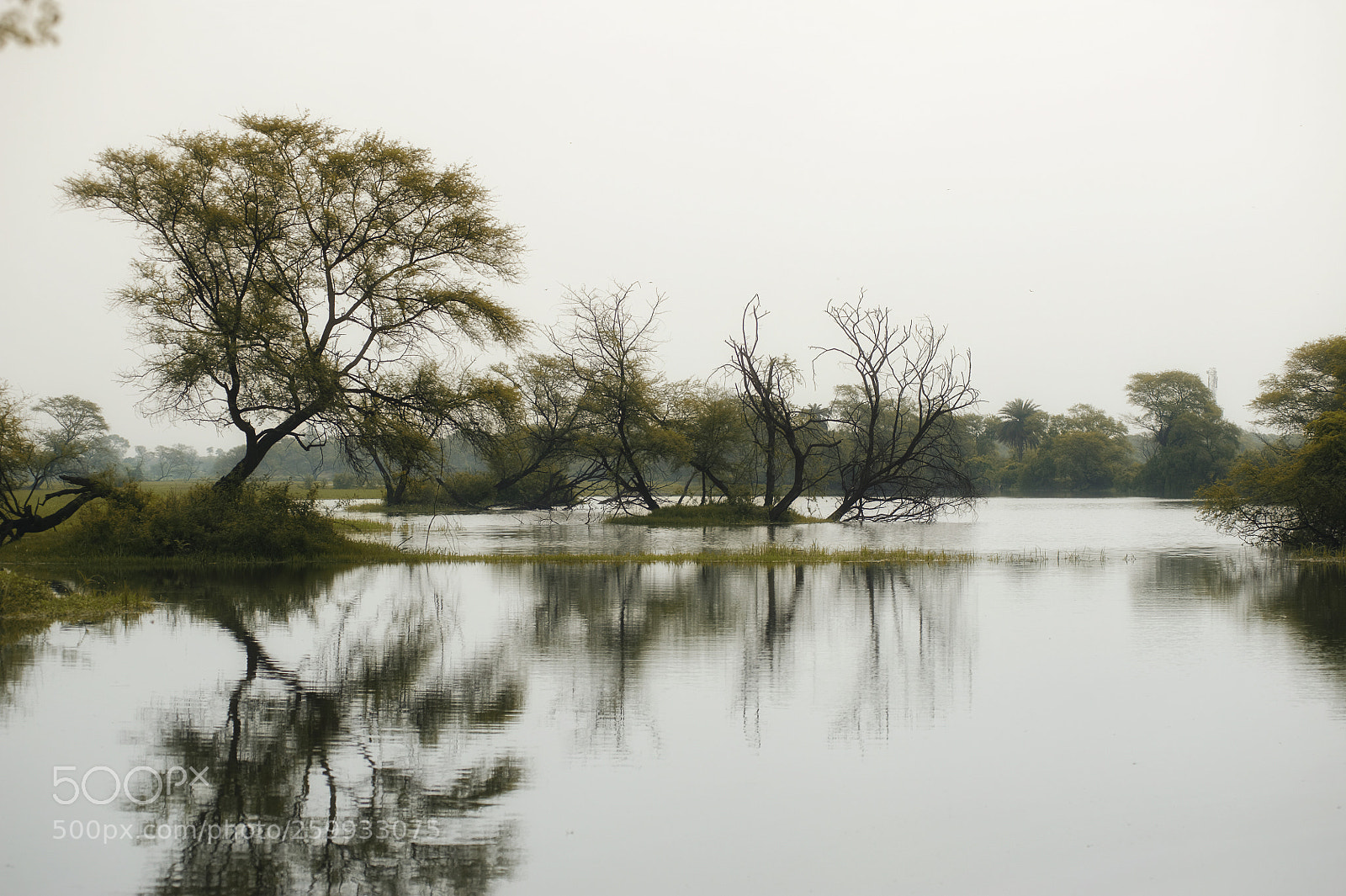 Nikon D700 sample photo. Forest photography