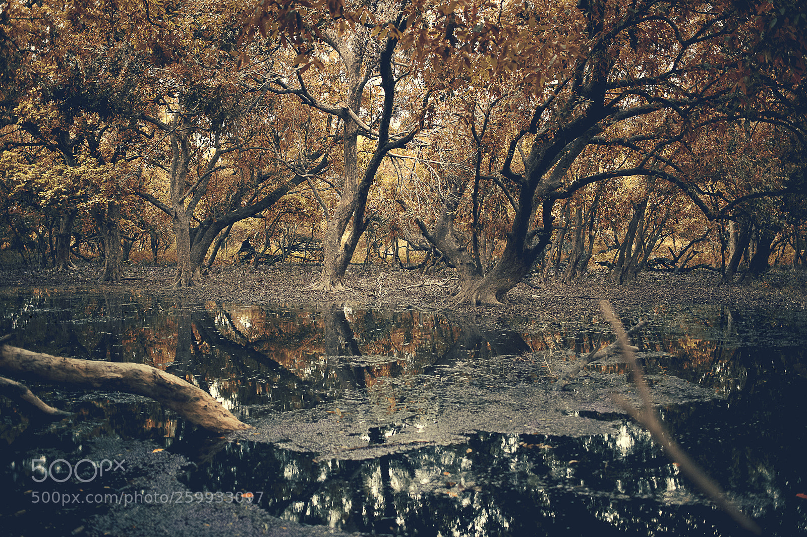 Nikon D700 sample photo. Forest photography