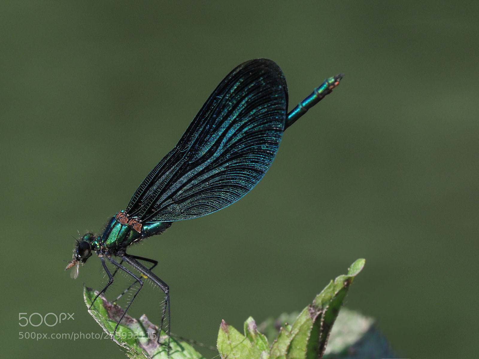 Olympus OM-D E-M1 Mark II sample photo. Dragonfly photography