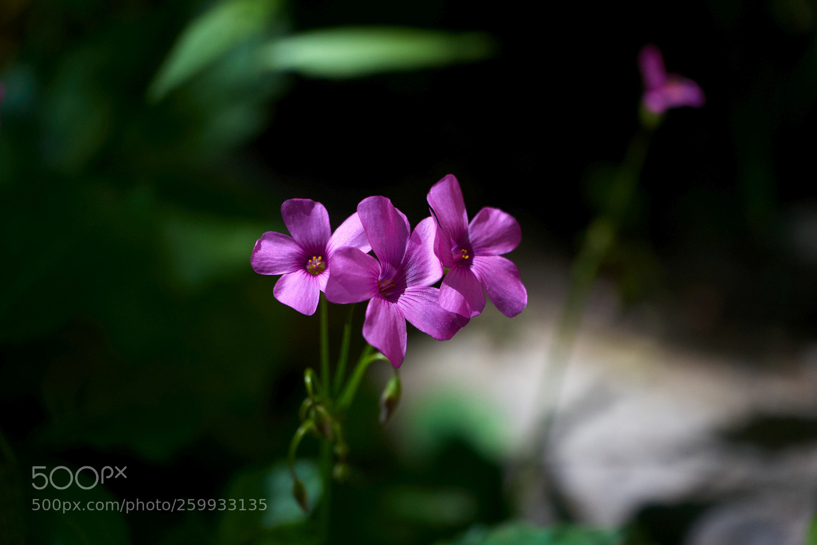 Sony a7 II sample photo. Wildflowers photography