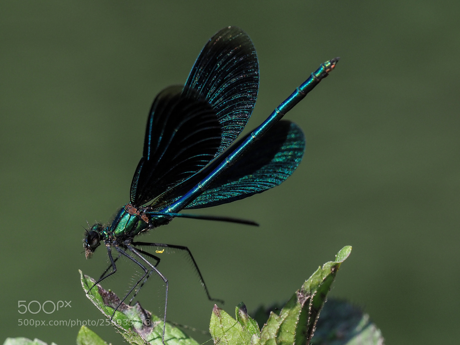 Olympus OM-D E-M1 Mark II sample photo. Dragonfly photography