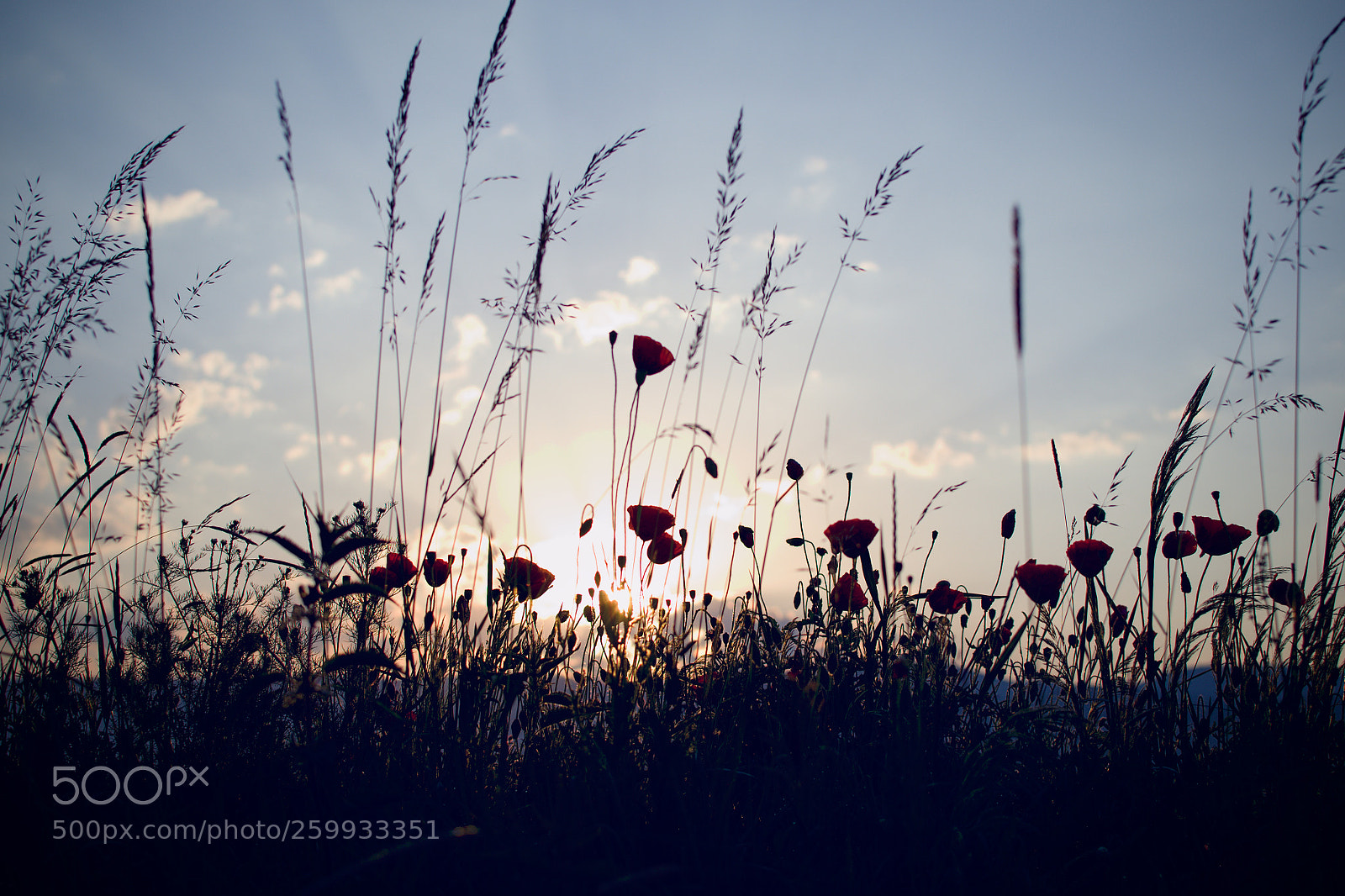 Nikon D3100 sample photo. Wild flower photography