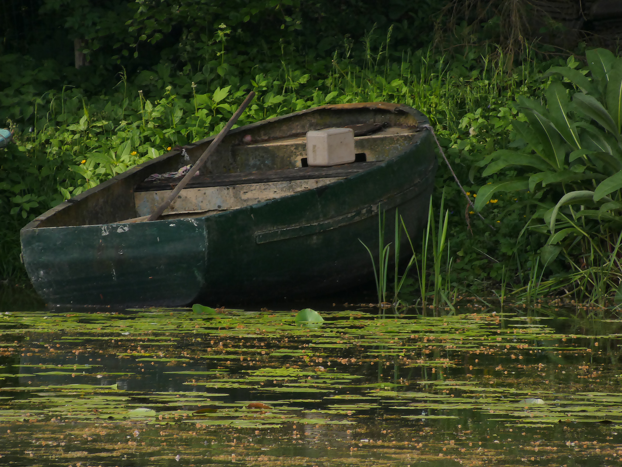 Panasonic DC-FZ83 sample photo. Boat in the lilies photography