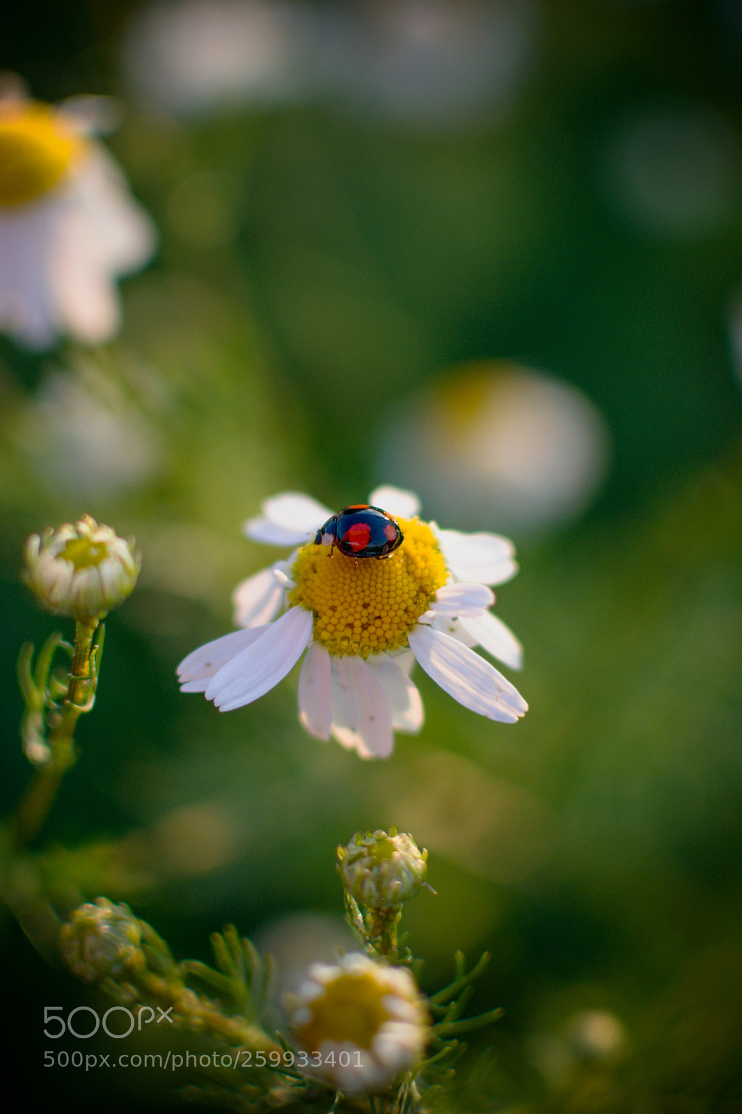 Nikon D3100 sample photo. Chrobak photography