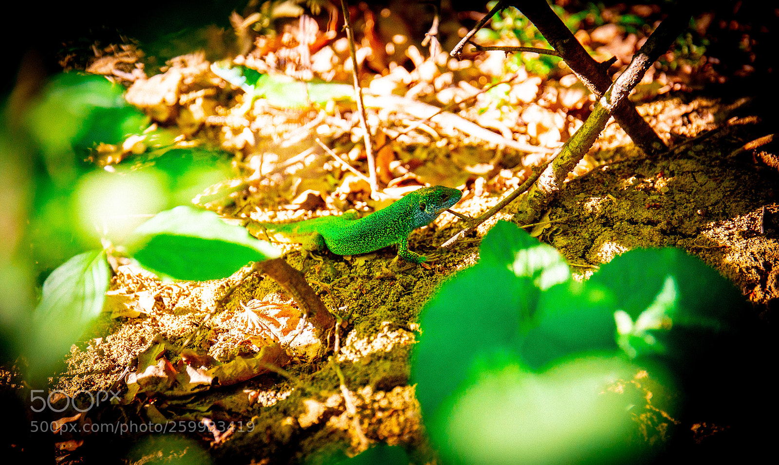Canon EOS 6D sample photo. Green lizard photography