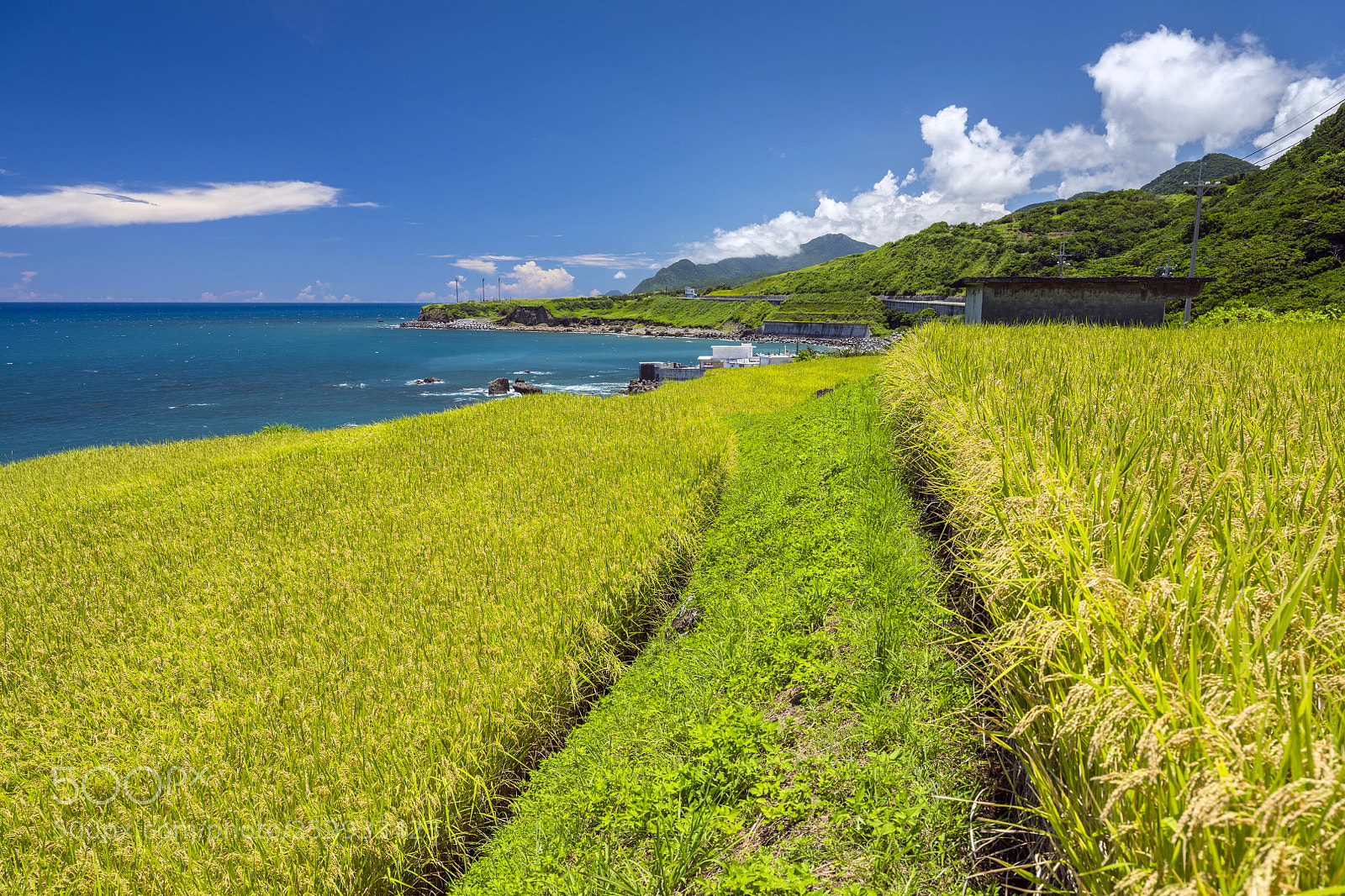 Fujifilm GFX 50S sample photo. Rice field near the photography