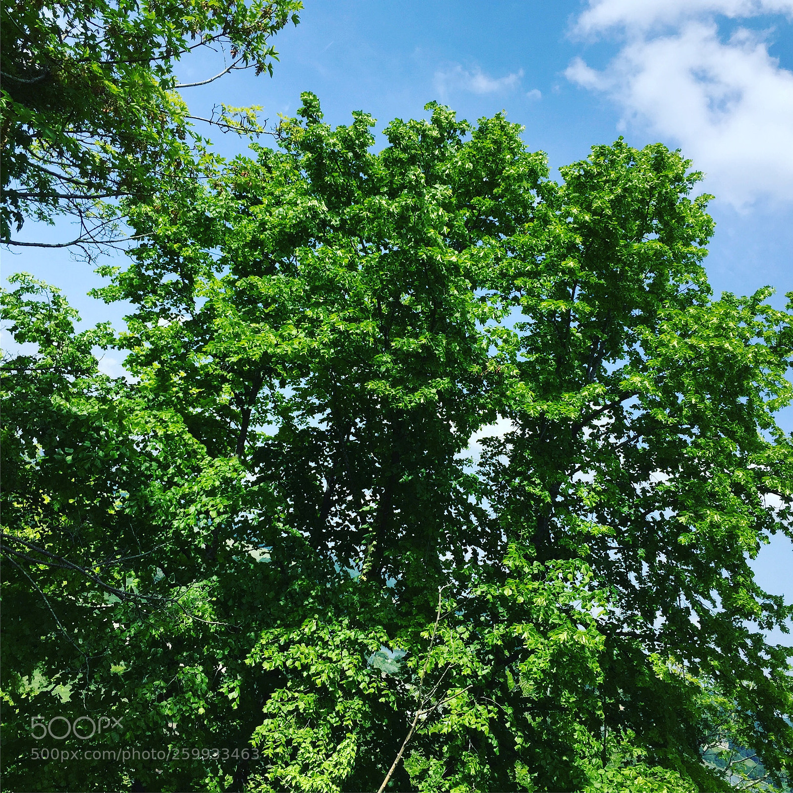 Apple iPhone 6 sample photo. #healthy #forest photography