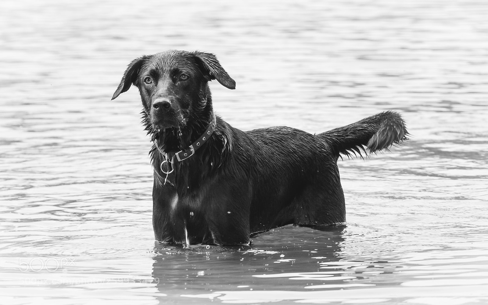 Canon EOS 7D sample photo. Stanley in water photography