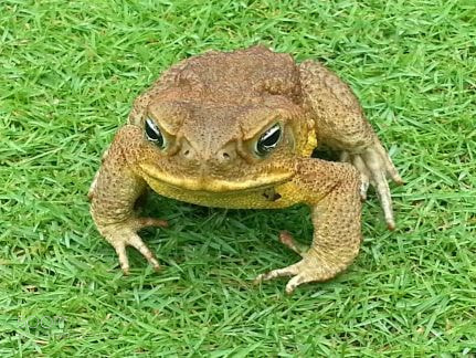 Samsung Galaxy S3 sample photo. Cane toad photography
