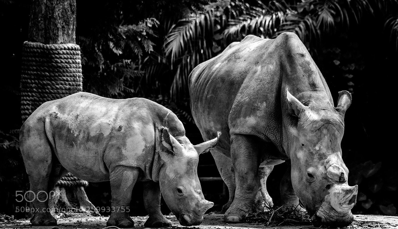 Sony a6300 sample photo. White rhino mother and photography
