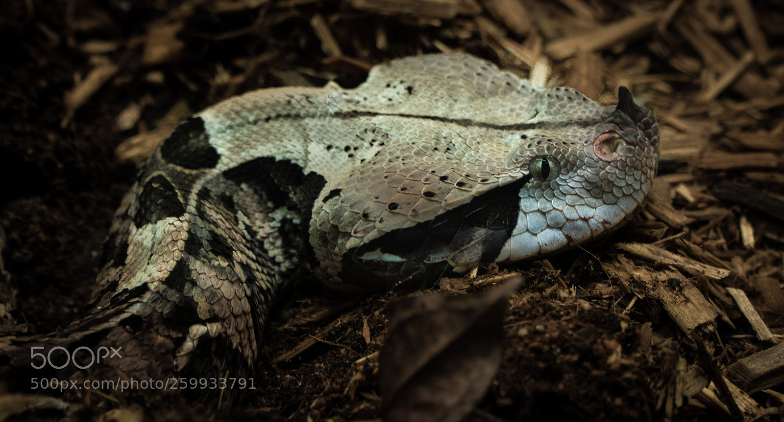 Sony a6300 sample photo. Adder in the leaf photography