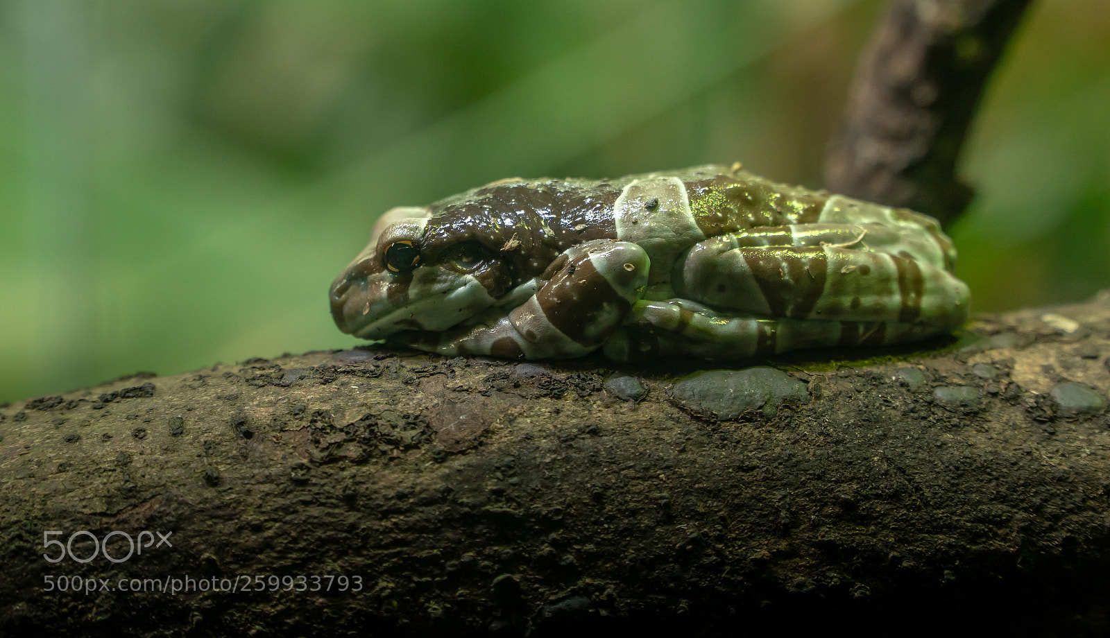 Sony a6300 sample photo. Frog contemplating life photography