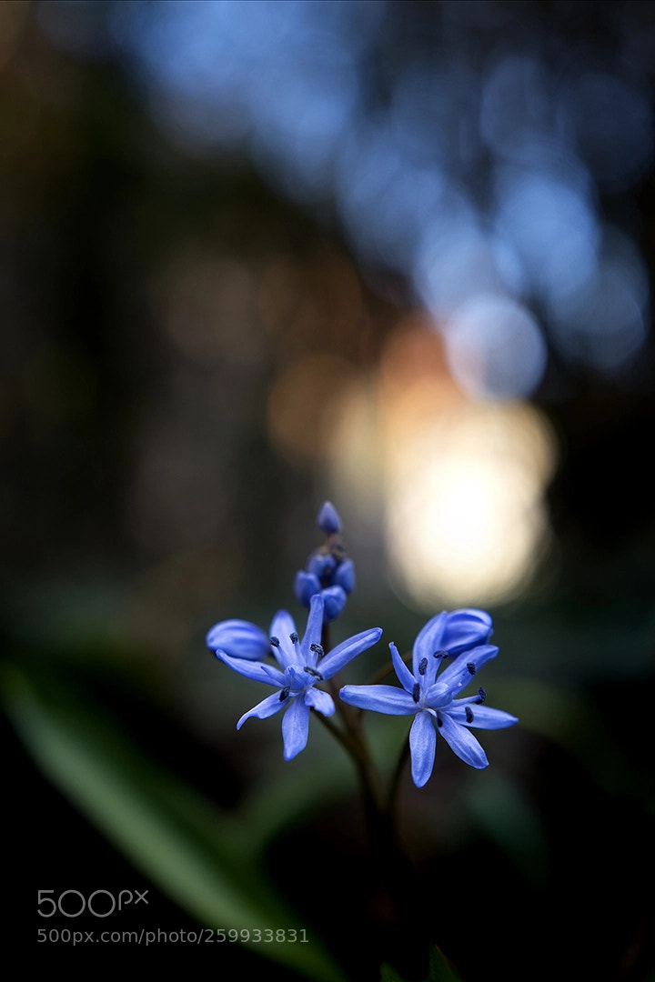 Nikon D5500 sample photo. Spring mood photography