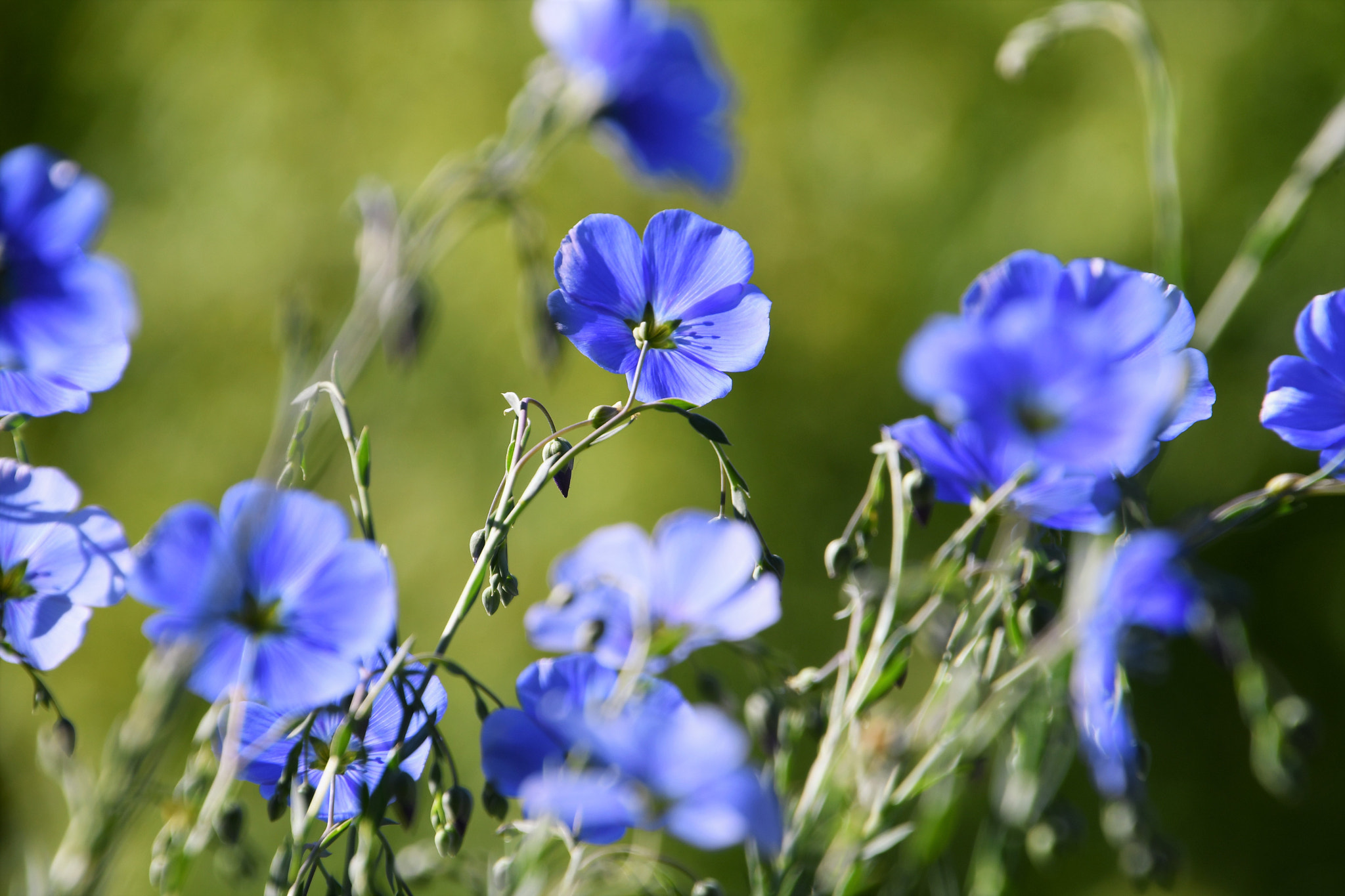 Nikon D500 sample photo. Sunny blue photography