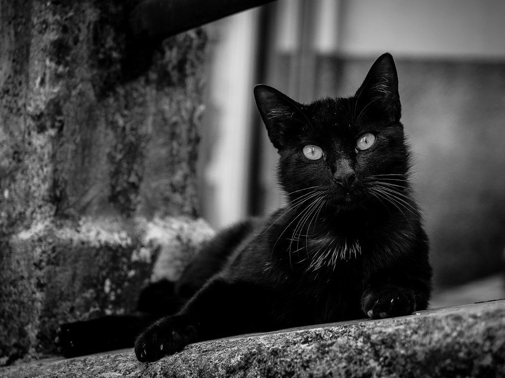 Black cats - The urban panther... by Giovanni Turco on 500px.com