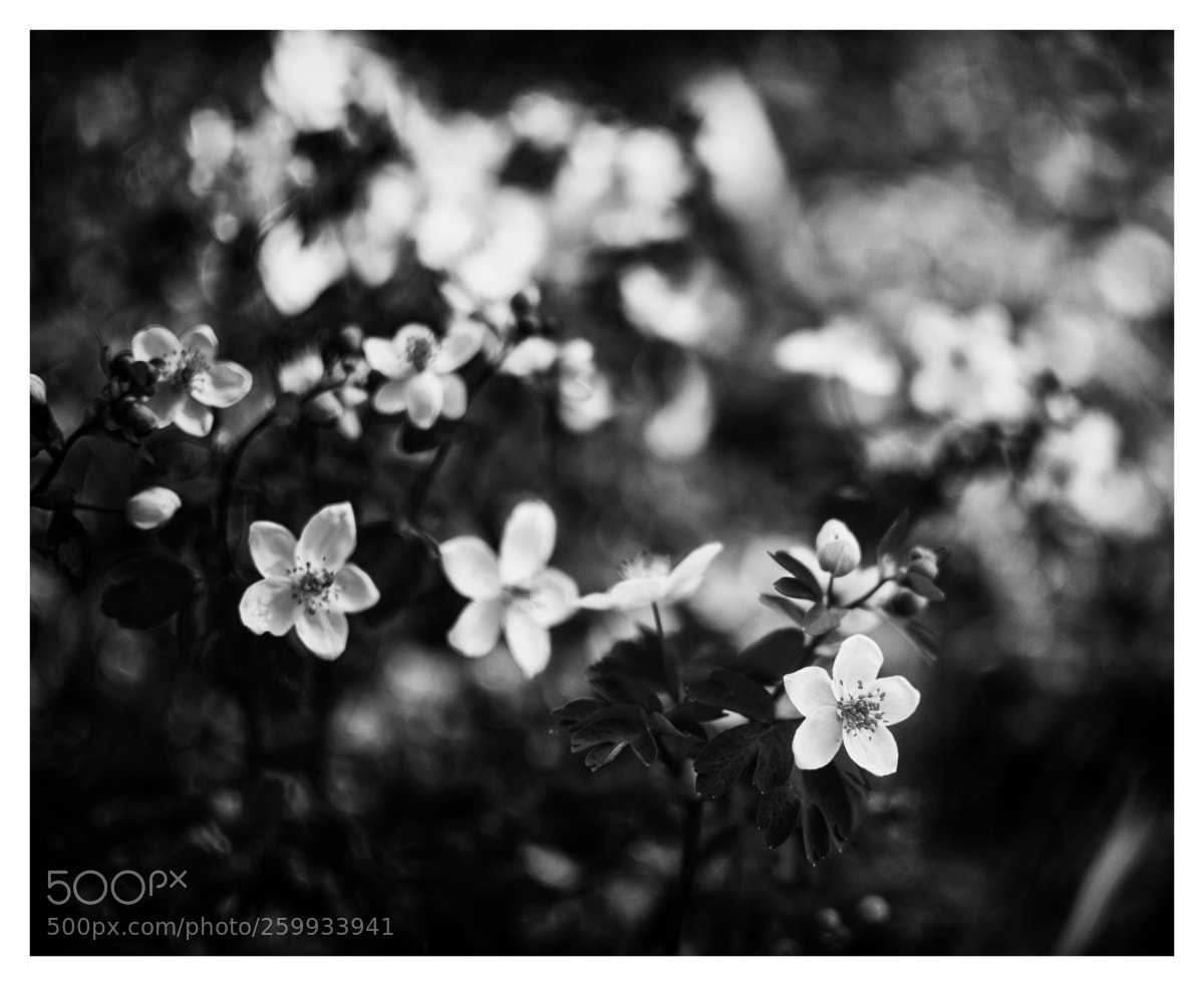 Nikon D7100 sample photo. *flowers* photography