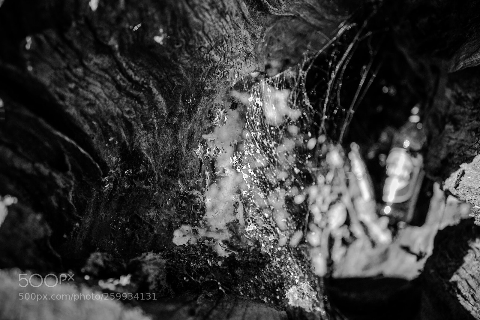 Canon EOS 1300D (EOS Rebel T6 / EOS Kiss X80) sample photo. Spider web in the photography