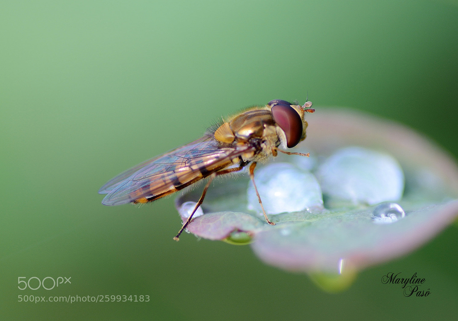 Nikon D7100 sample photo. Syrphe photography