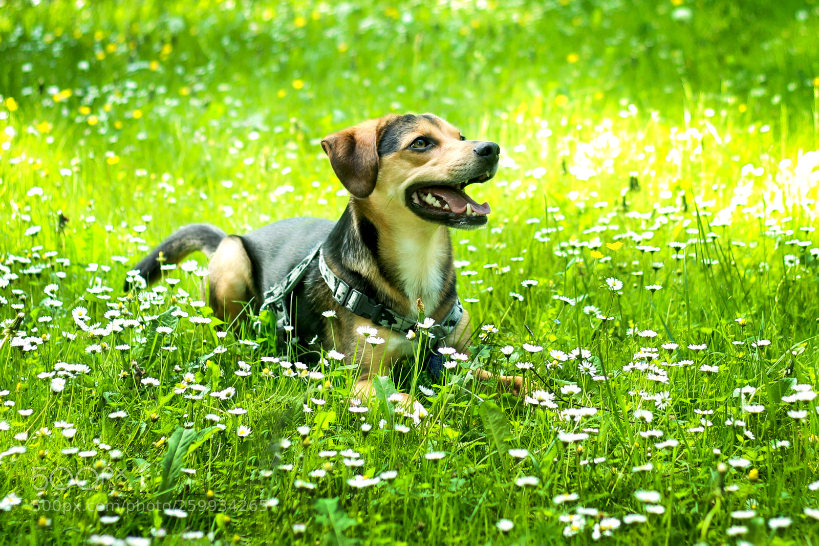 Canon EOS 600D (Rebel EOS T3i / EOS Kiss X5) sample photo. Spring dog photography