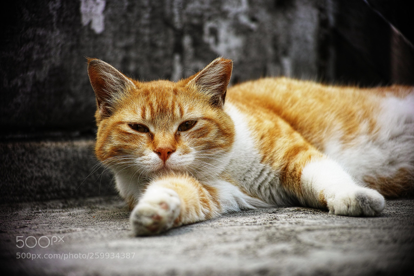Sigma DP3 Merrill sample photo. Cat every day photography