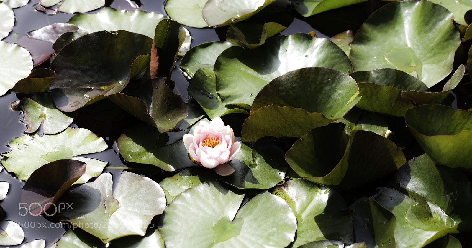Nikon D810 sample photo. Water lily photography