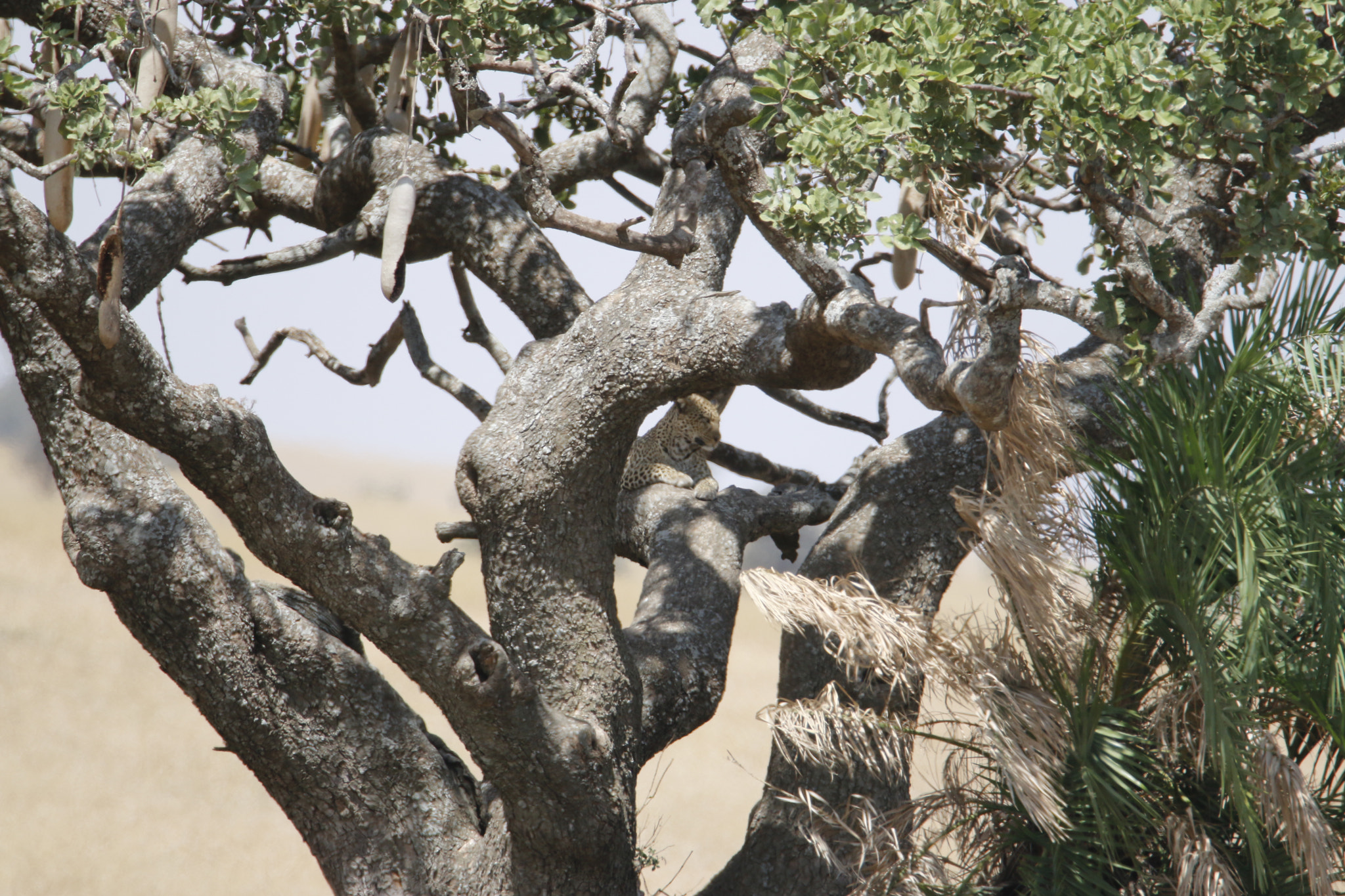 Tamron SP 150-600mm F5-6.3 Di VC USD sample photo. Mg photography