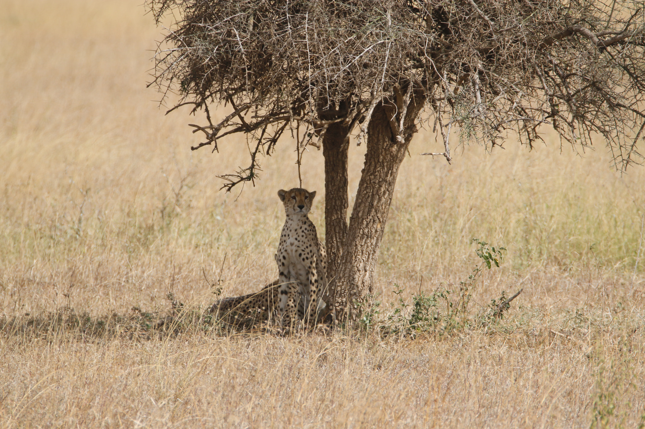 Tamron SP 150-600mm F5-6.3 Di VC USD sample photo. Mg photography
