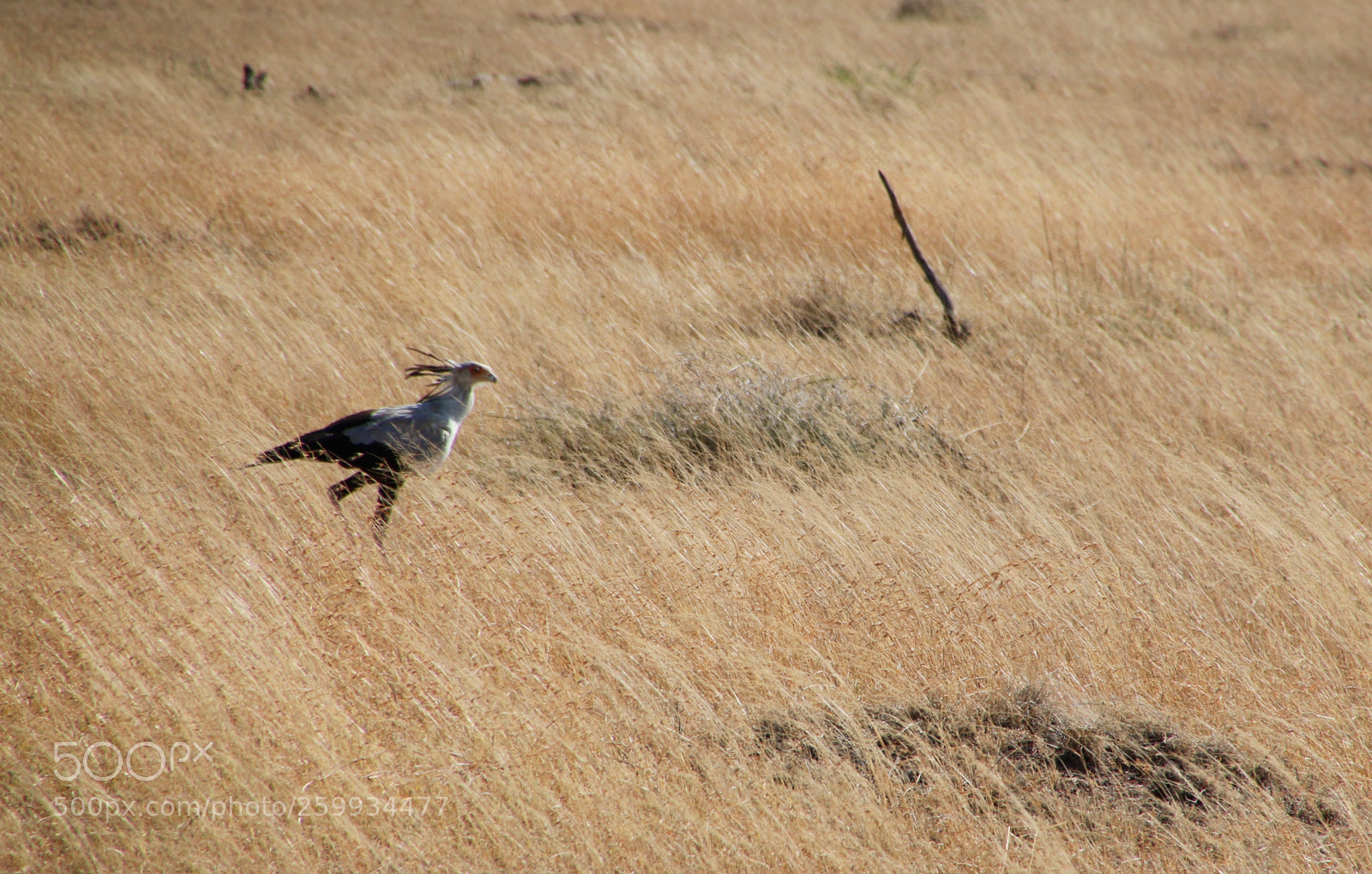 Canon EOS 70D sample photo. Mg photography
