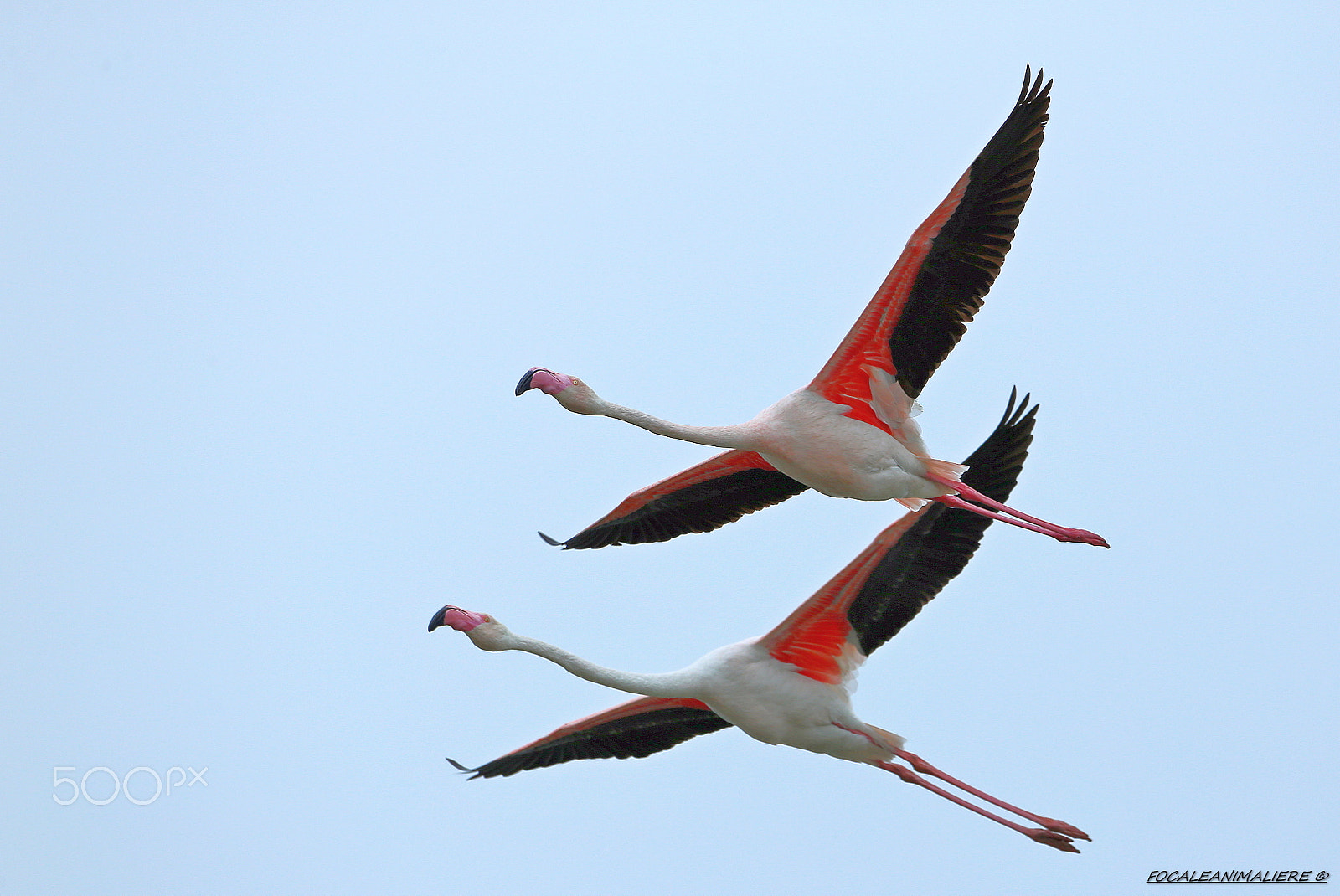 Canon EOS-1D X + Canon EF 500mm F4L IS USM sample photo. Focaleanimaliere © photography