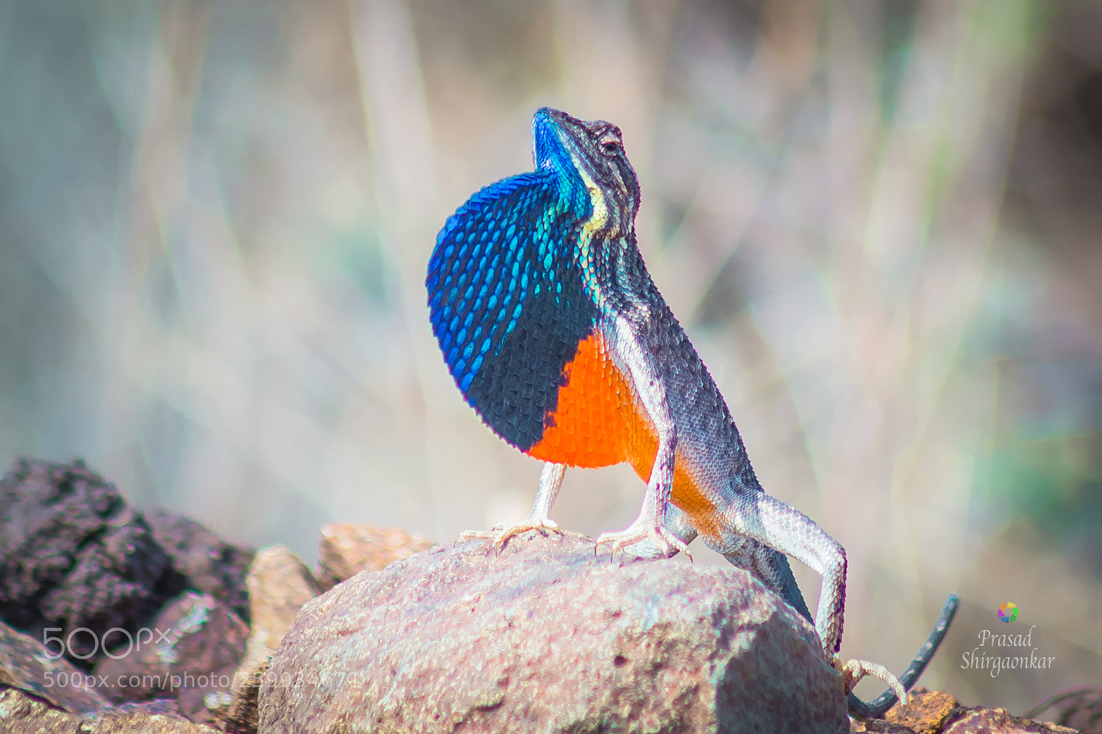Canon EOS 6D sample photo. Fan throated lizard photography