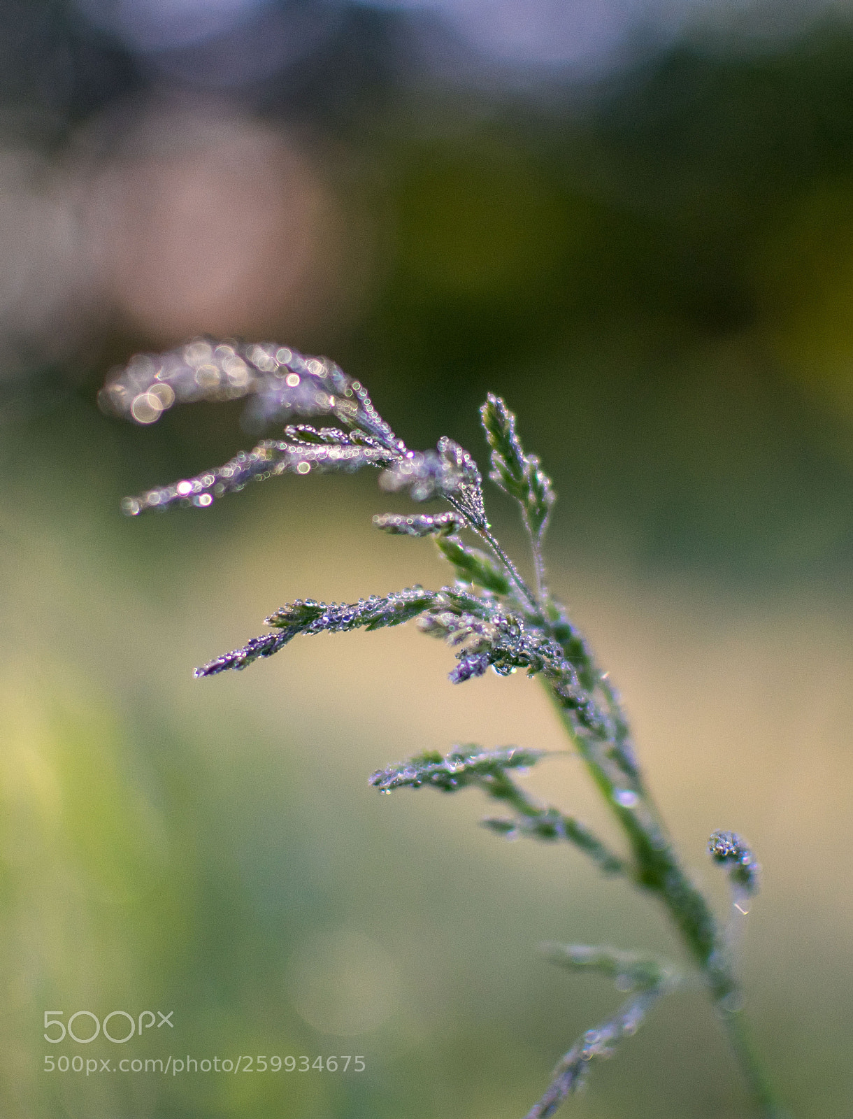 Nikon D3400 sample photo. Meadow photography