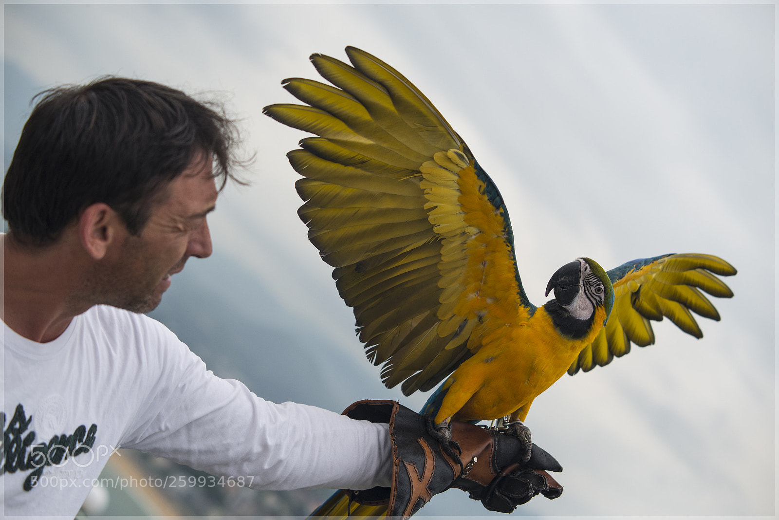 Nikon D610 sample photo. Papagayo photography