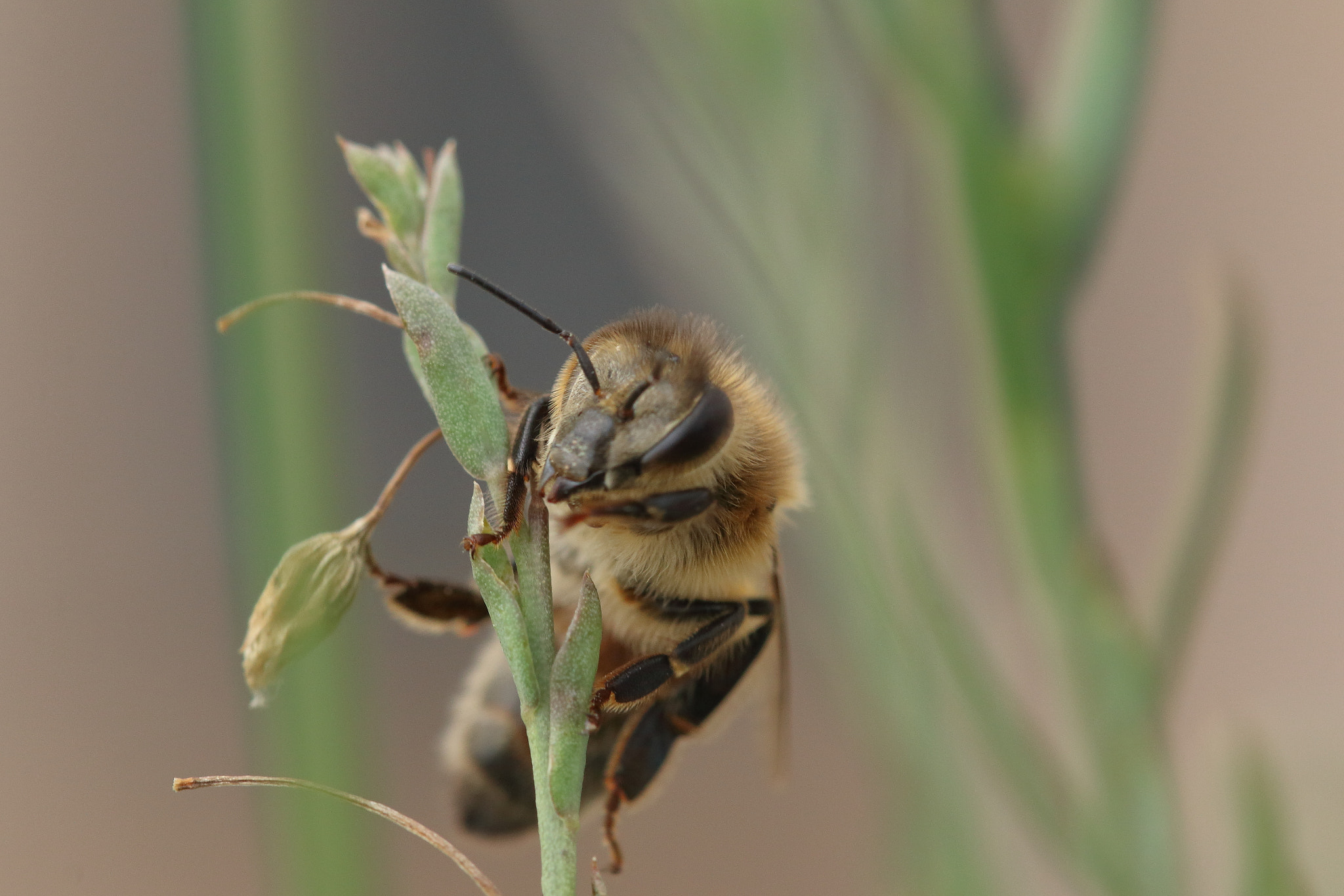 Canon EF 100mm F2.8L Macro IS USM sample photo. Honeybee photography