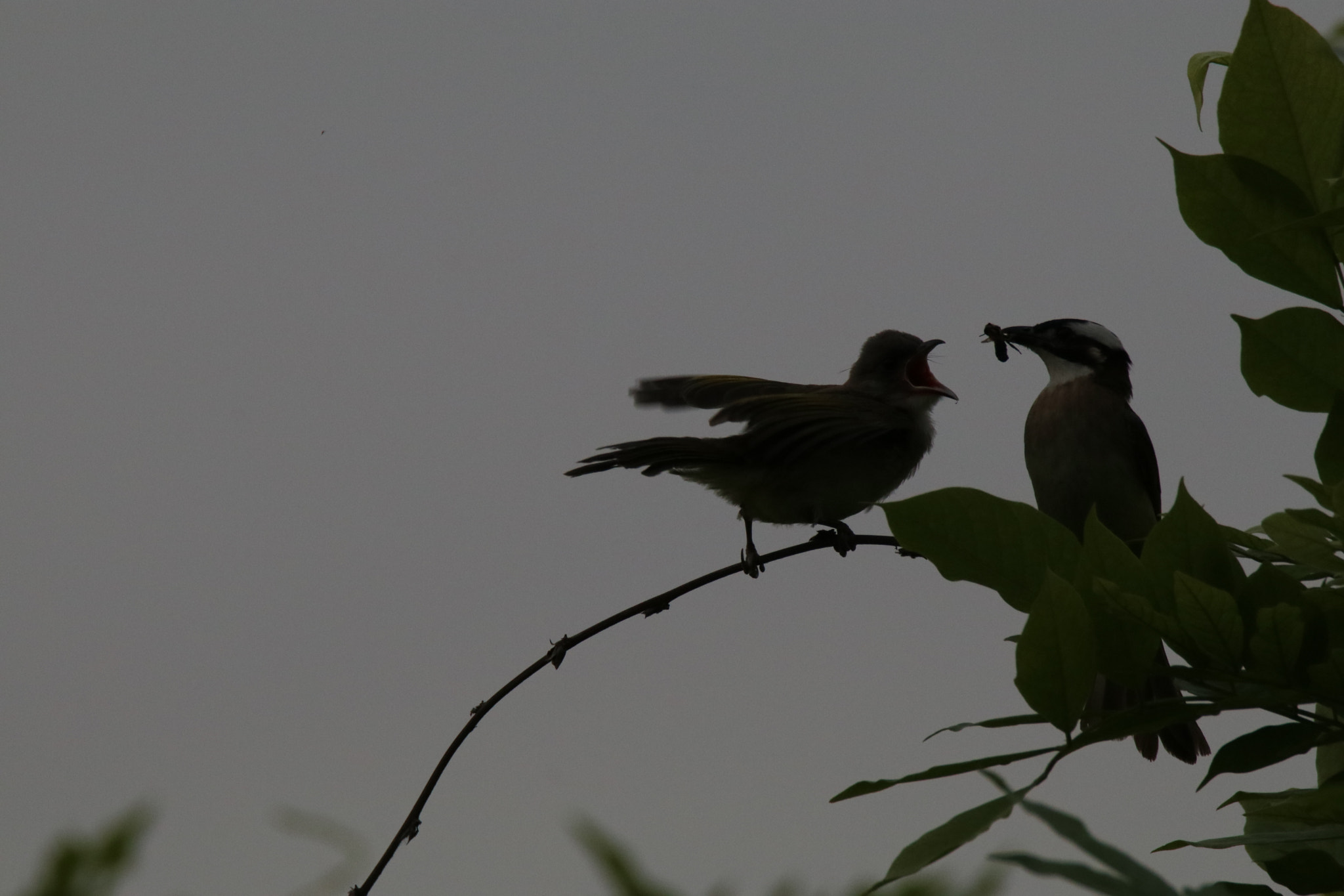 Tamron SP 150-600mm F5-6.3 Di VC USD sample photo. 爱love photography