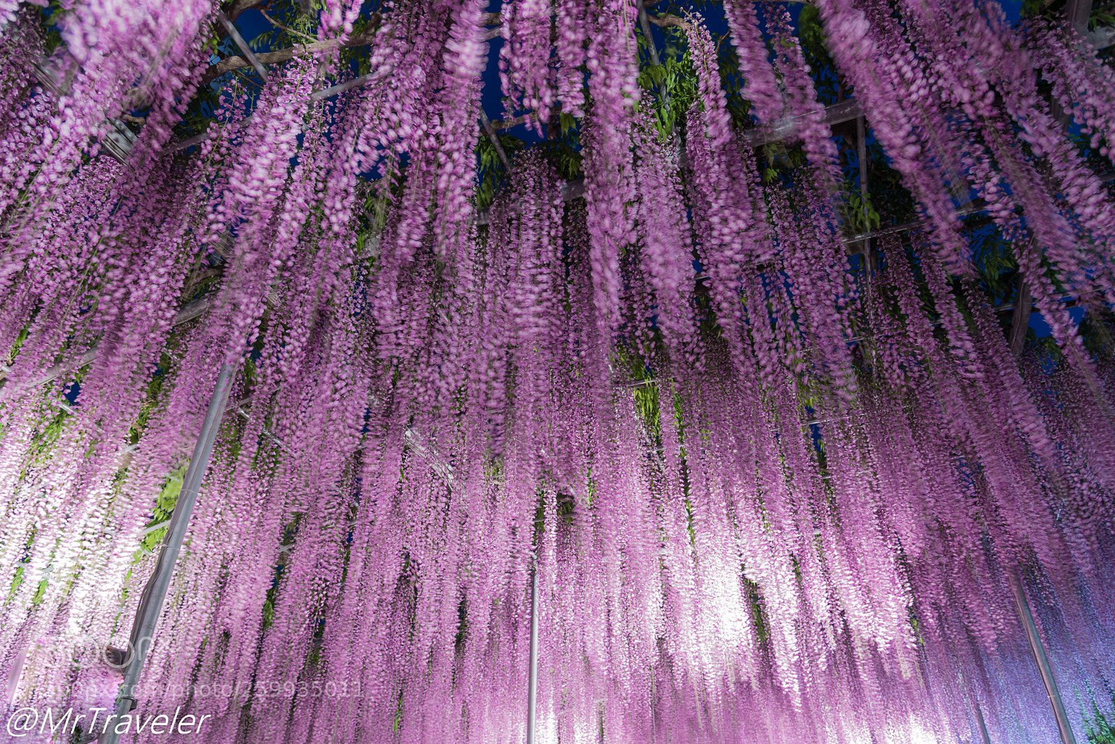 Nikon D750 sample photo. Ashikaga flowers photography