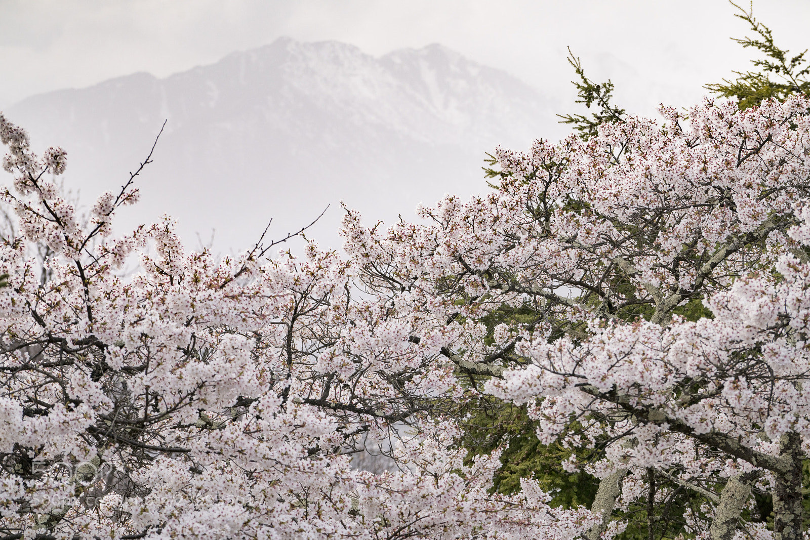 Sony a7R II sample photo. Cheery and snow peak photography