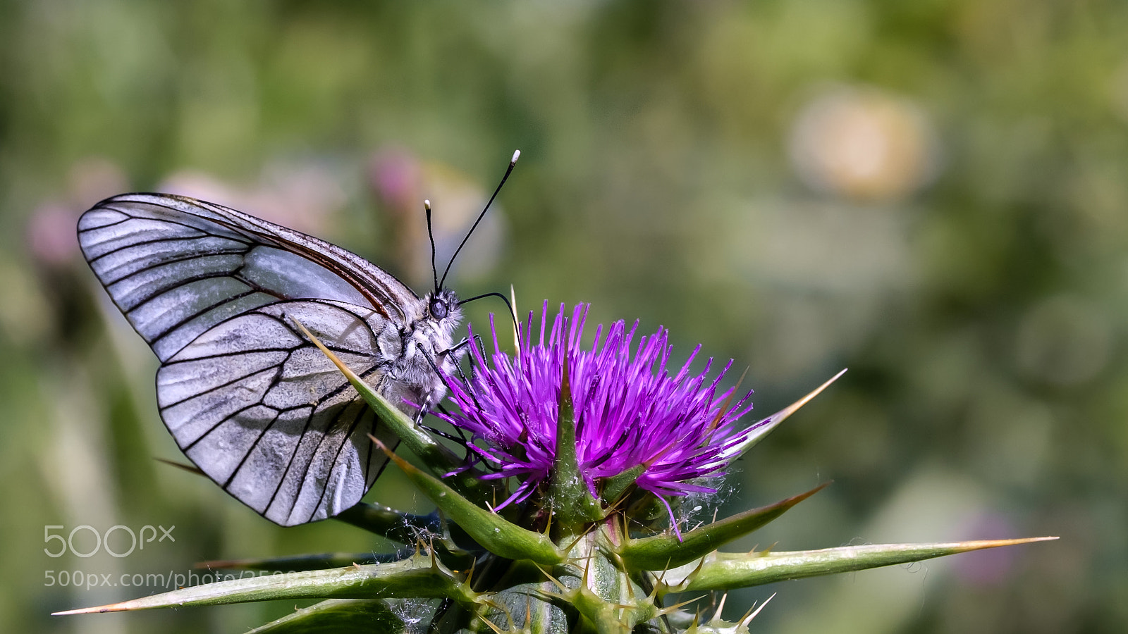 Fujifilm X-T2 sample photo. Happy butterfly photography