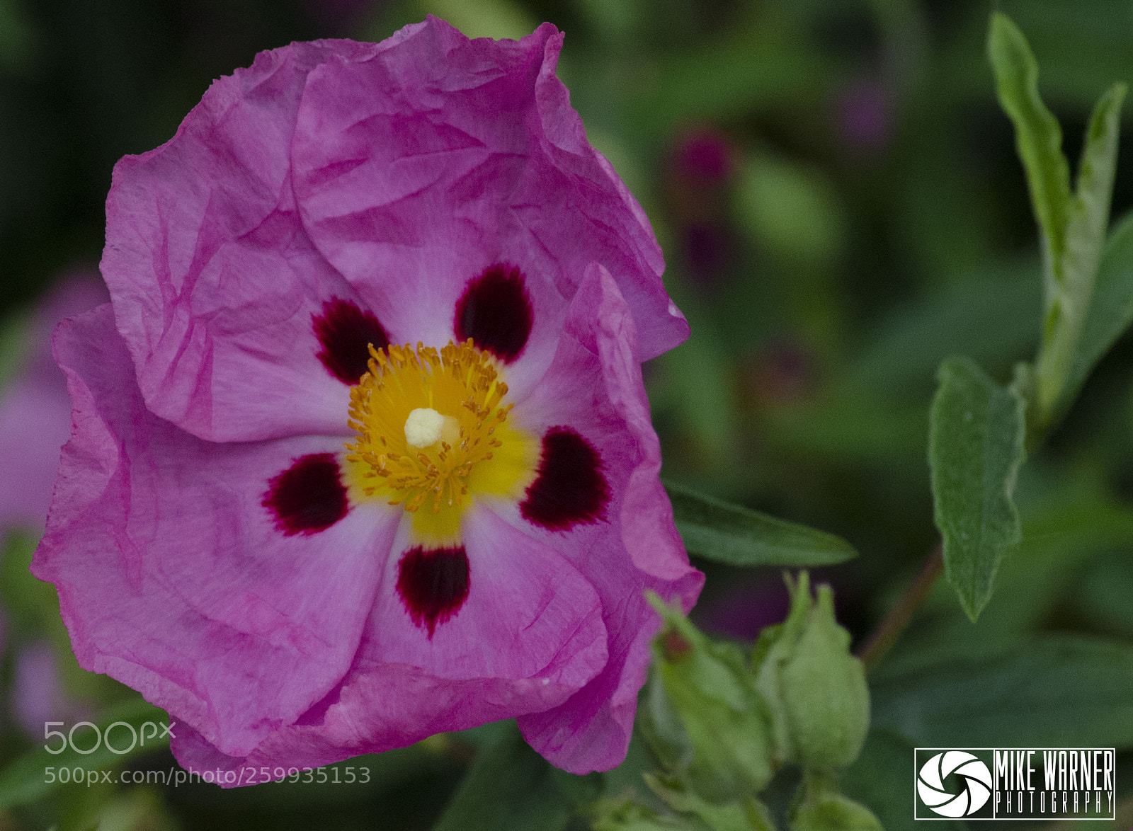 Nikon D7000 sample photo. Kew may 28th 2018 photography