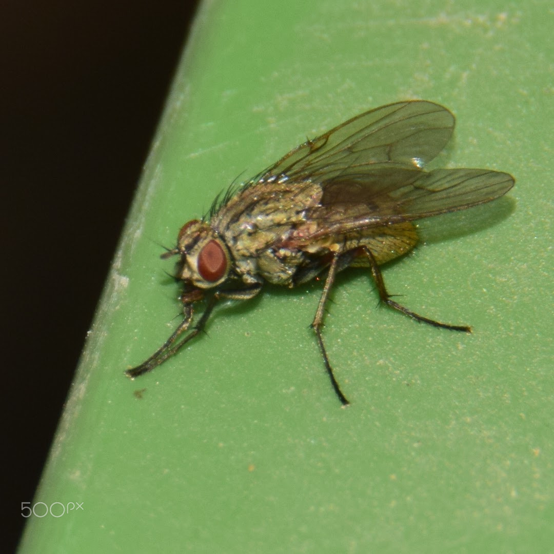 Sigma 18-250mm F3.5-6.3 DC Macro OS HSM sample photo. Csc photography