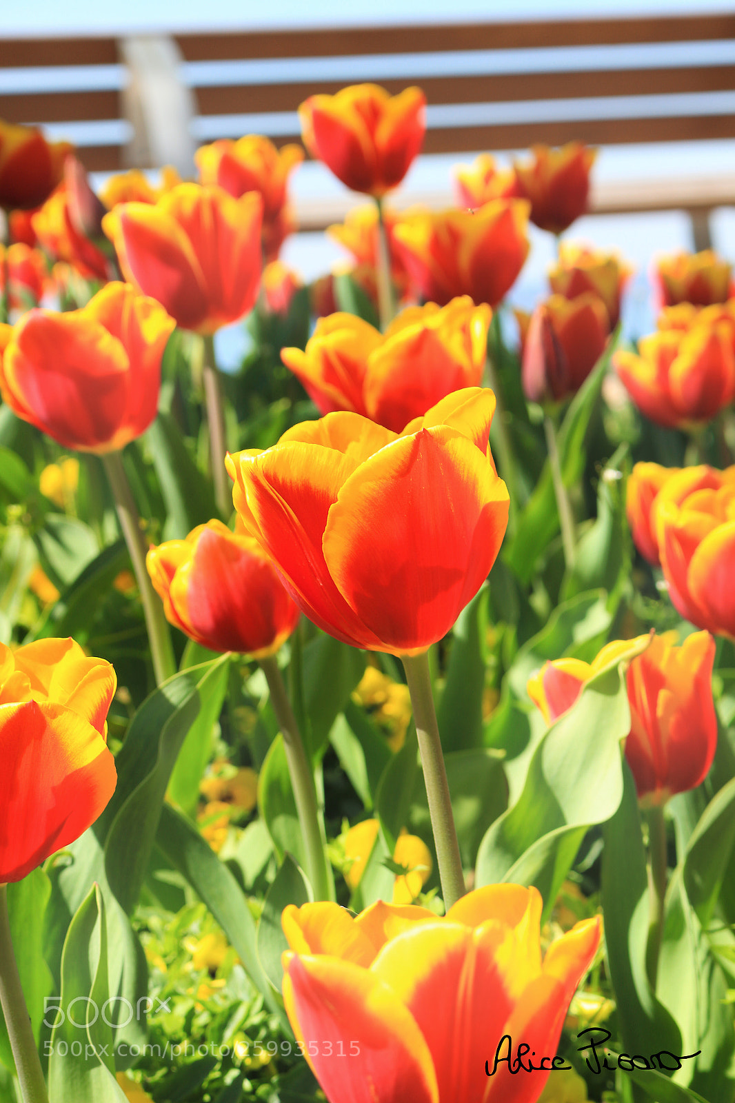 Canon EOS 100D (EOS Rebel SL1 / EOS Kiss X7) sample photo. Red and yellow tulip photography