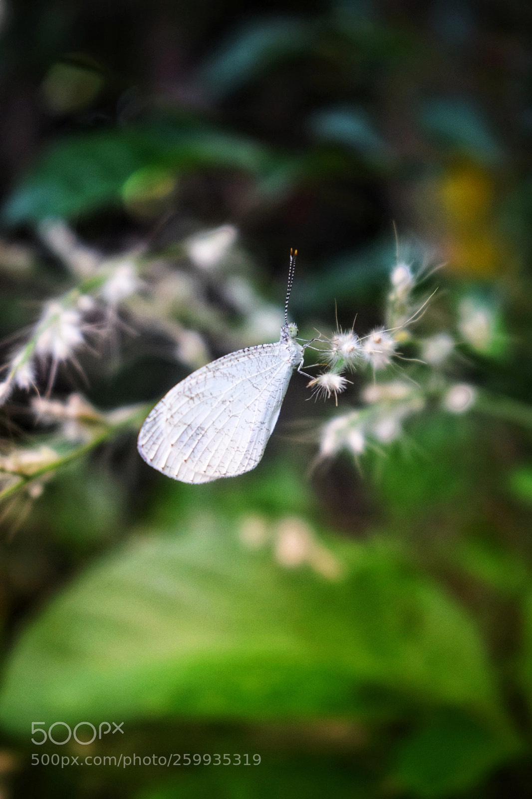 Nikon D3300 sample photo. Kupu-kupu putih photography